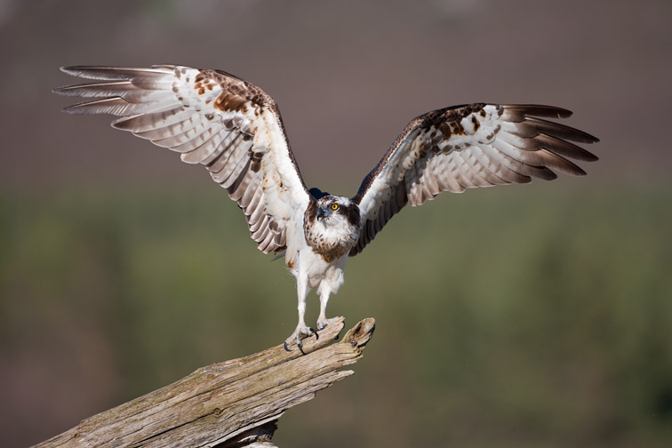 Osprey Pandion haliaetus adult male landing on perch. Scotland. June 2009.